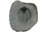 Rare, Spiny Heliopeltis Trilobite - Issoumour, Morocco #189763-1